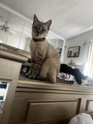 Lost Female Cat last seen Hamilton, Ray road , Chandler, AZ 85225