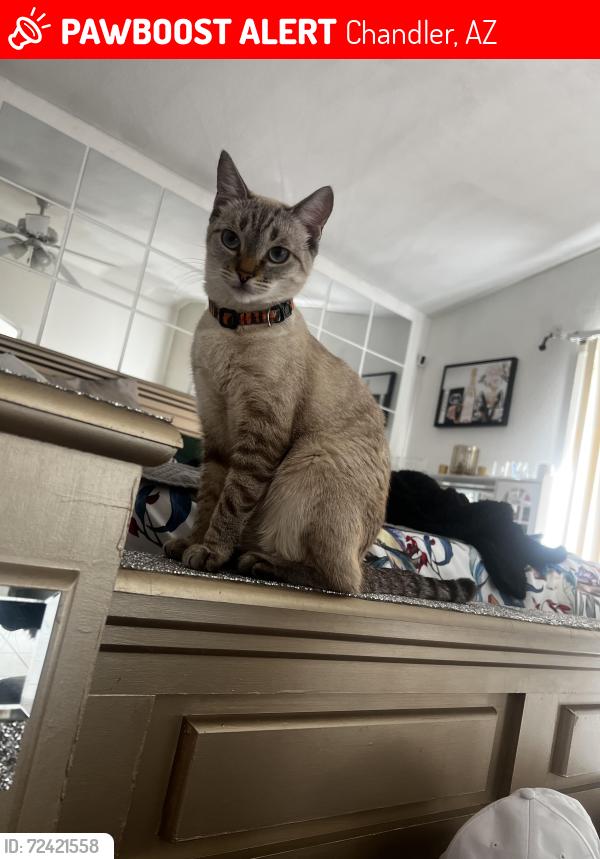 Lost Female Cat last seen Hamilton, Ray road , Chandler, AZ 85225