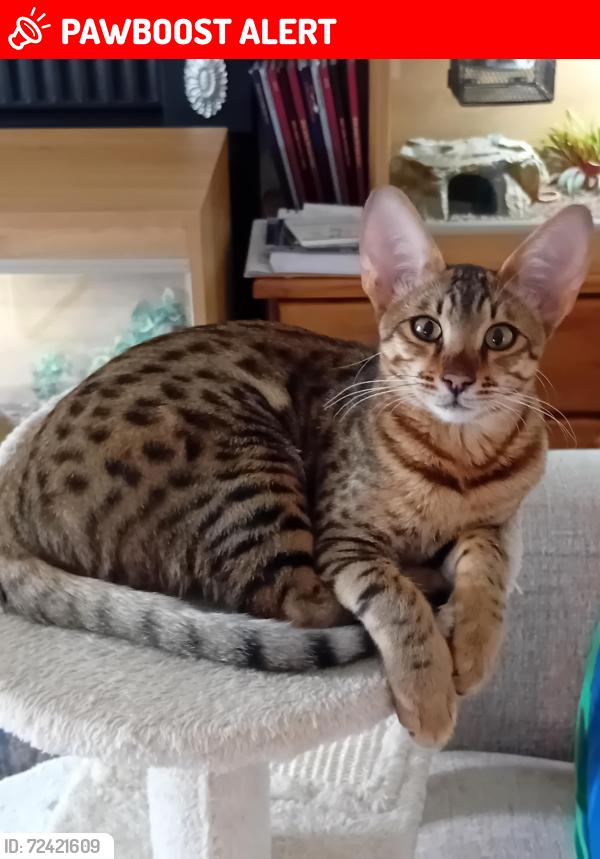 Lost Male Cat last seen Village hall, Wolvey, England 
