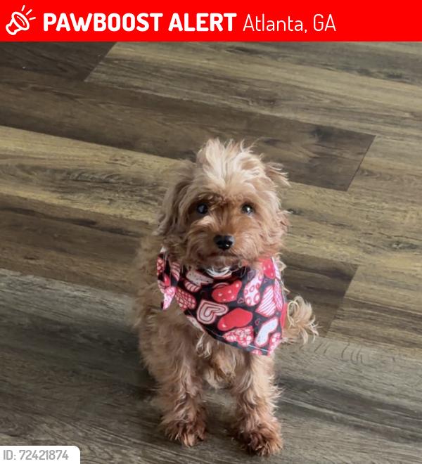 Lost Male Dog last seen Monticello Park Neighborhood , Atlanta, GA 30354