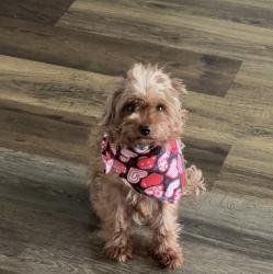 Lost Male Dog last seen Monticello Park Neighborhood , Atlanta, GA 30354