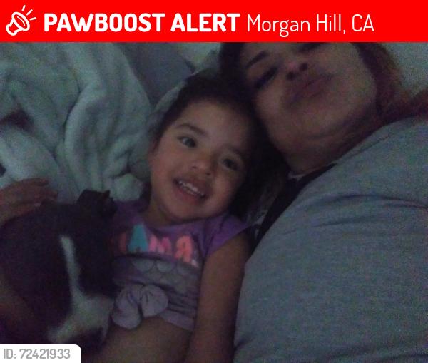 Lost Male Dog last seen Monterey rd, Morgan Hill, CA 95037