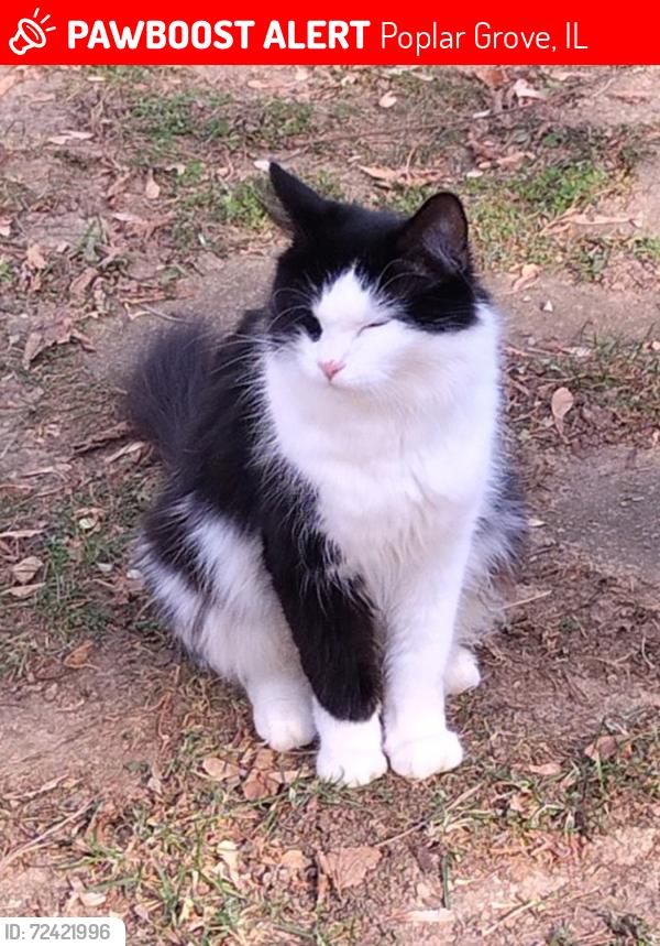 Lost Female Cat last seen Bounty and Atlantic, Poplar Grove, IL 61065