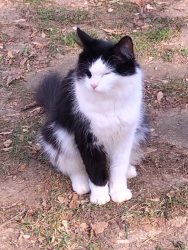 Lost Female Cat last seen Bounty and Atlantic, Poplar Grove, IL 61065