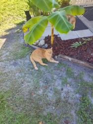 Lost Male Cat last seen Maureen Ave, Merritt Island, FL 32953