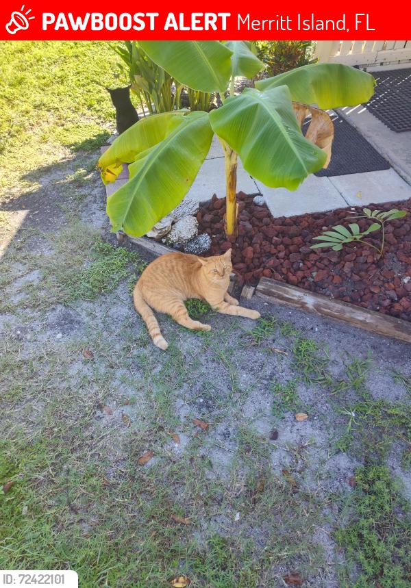 Lost Male Cat last seen Maureen Ave, Merritt Island, FL 32953