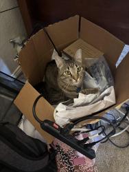 Lost Male Cat last seen Little Rock lane and Lowry, Fort Worth, TX 76120