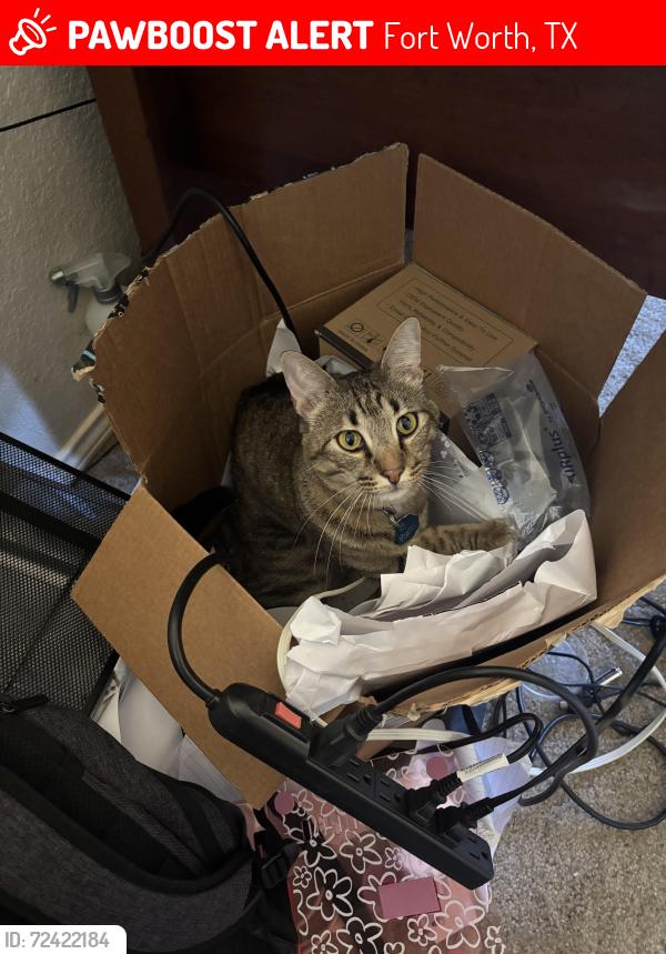 Lost Male Cat last seen Little Rock lane and Lowry, Fort Worth, TX 76120