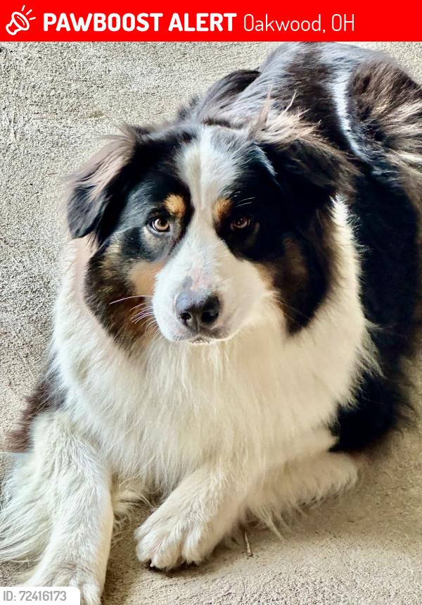 Lost Female Dog last seen St Rt 66 and rd 178, Oakwood, OH 45873