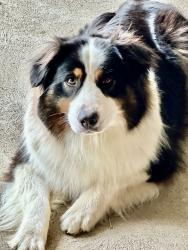 Lost Female Dog last seen St Rt 66 and rd 178, Oakwood, OH 45873