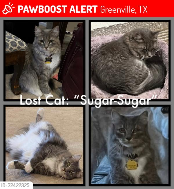 Lost Female Cat last seen Hackberry Dr & Jack Finney Blvd, Greenville, TX 75402