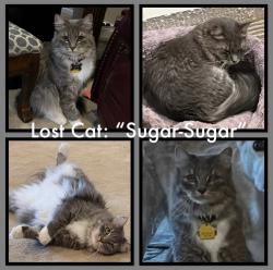 Lost Female Cat last seen Hackberry Dr & Jack Finney Blvd, Greenville, TX 75402