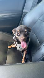 Lost Female Dog last seen 40th st and Baseline, Phoenix, AZ 85042