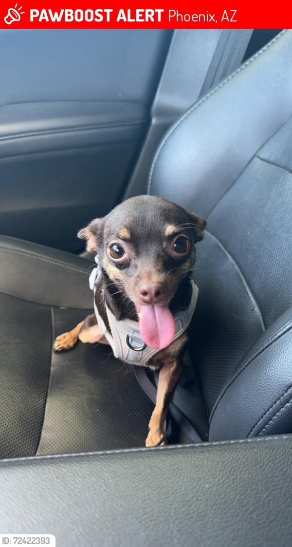 Lost Female Dog last seen 40th st and Baseline, Phoenix, AZ 85042
