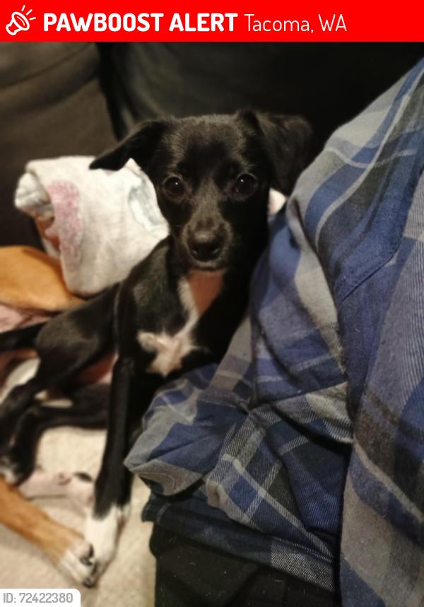 Lost Female Dog last seen 60th & Fawcett Tacoma WA , Tacoma, WA 98408