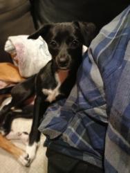 Lost Female Dog last seen 60th & Fawcett Tacoma WA , Tacoma, WA 98408