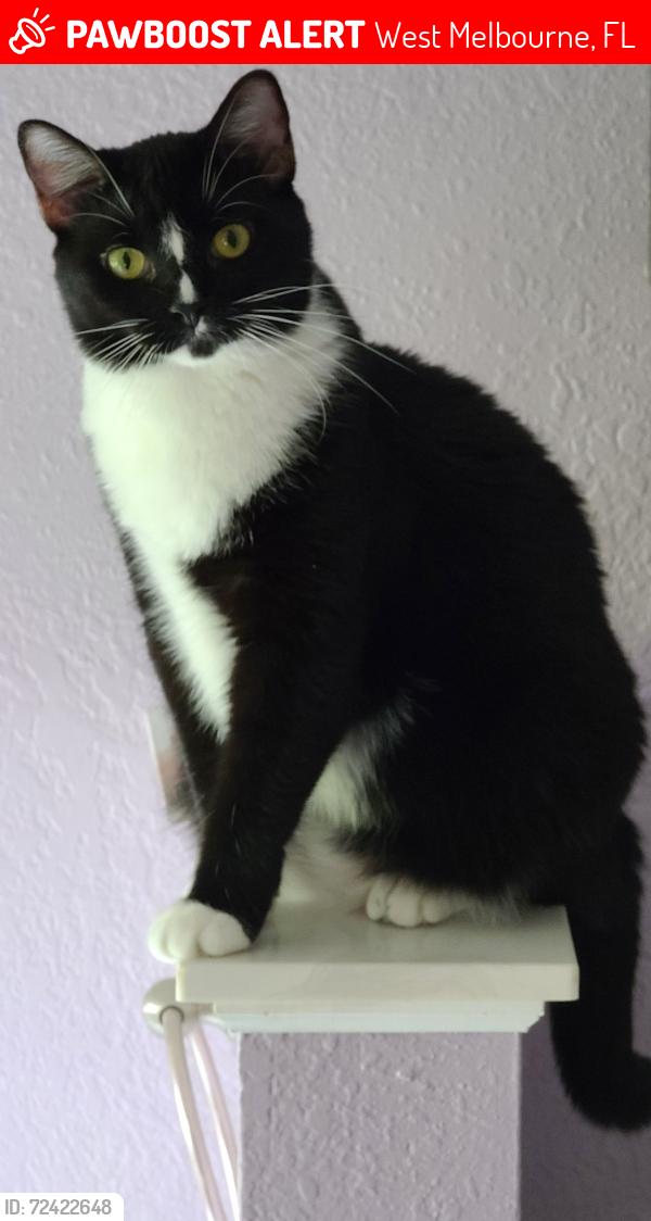 Lost Male Cat last seen Henry/192, West Melbourne, FL 32904