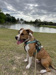 Lost Male Dog last seen Near ang clay road , Harris County, TX 77449