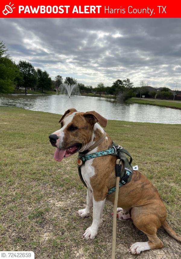 Lost Male Dog last seen Near ang clay road , Harris County, TX 77449
