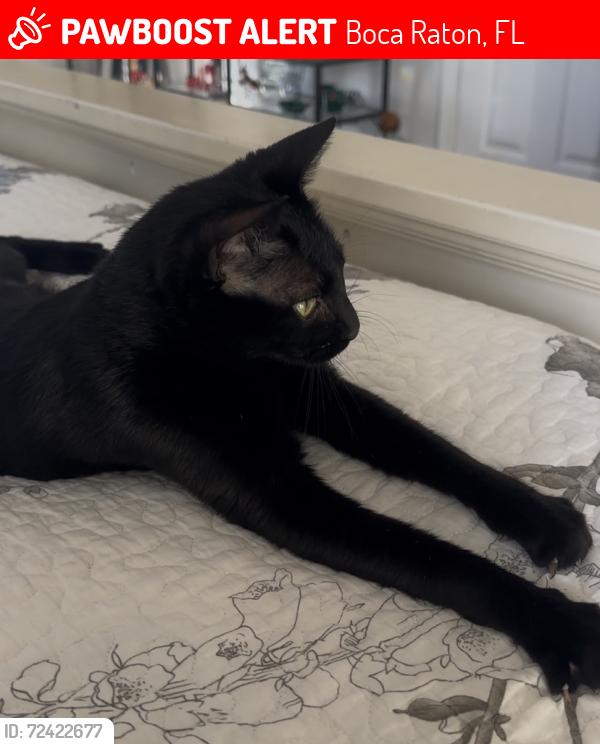 Lost Female Cat last seen Lyons and Glades, Behind Somerset Mall, Boca Raton, FL 33434