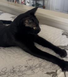 Lost Female Cat last seen Lyons and Glades, Behind Somerset Mall, Boca Raton, FL 33434