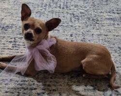 Lost Male Dog last seen Los presidentes , Laredo, TX 78046