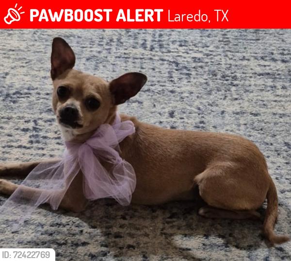 Lost Male Dog last seen Los presidentes , Laredo, TX 78046