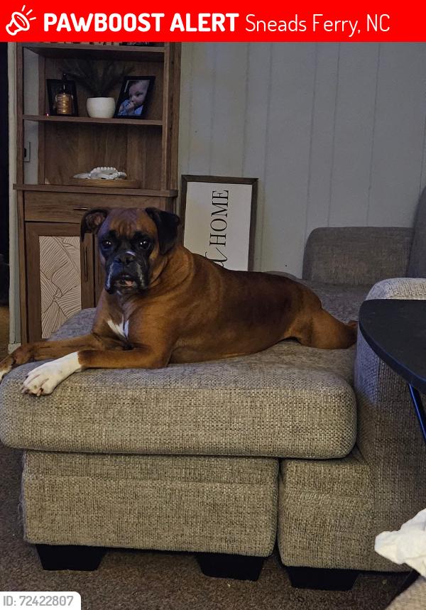 Lost Male Dog last seen Hicks ct , Sneads Ferry, NC 28460