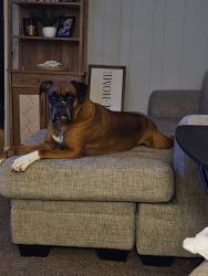Lost Male Dog last seen Hicks ct , Sneads Ferry, NC 28460
