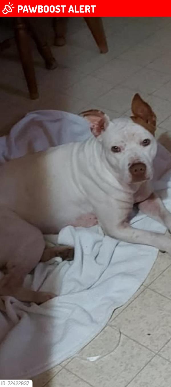 Lost Female Dog last seen Left Fork Road, Hernshaw, WV, Jefferson Township, OH 45648