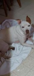 Lost Female Dog last seen Left Fork Road, Hernshaw, WV, Jefferson Township, OH 45648