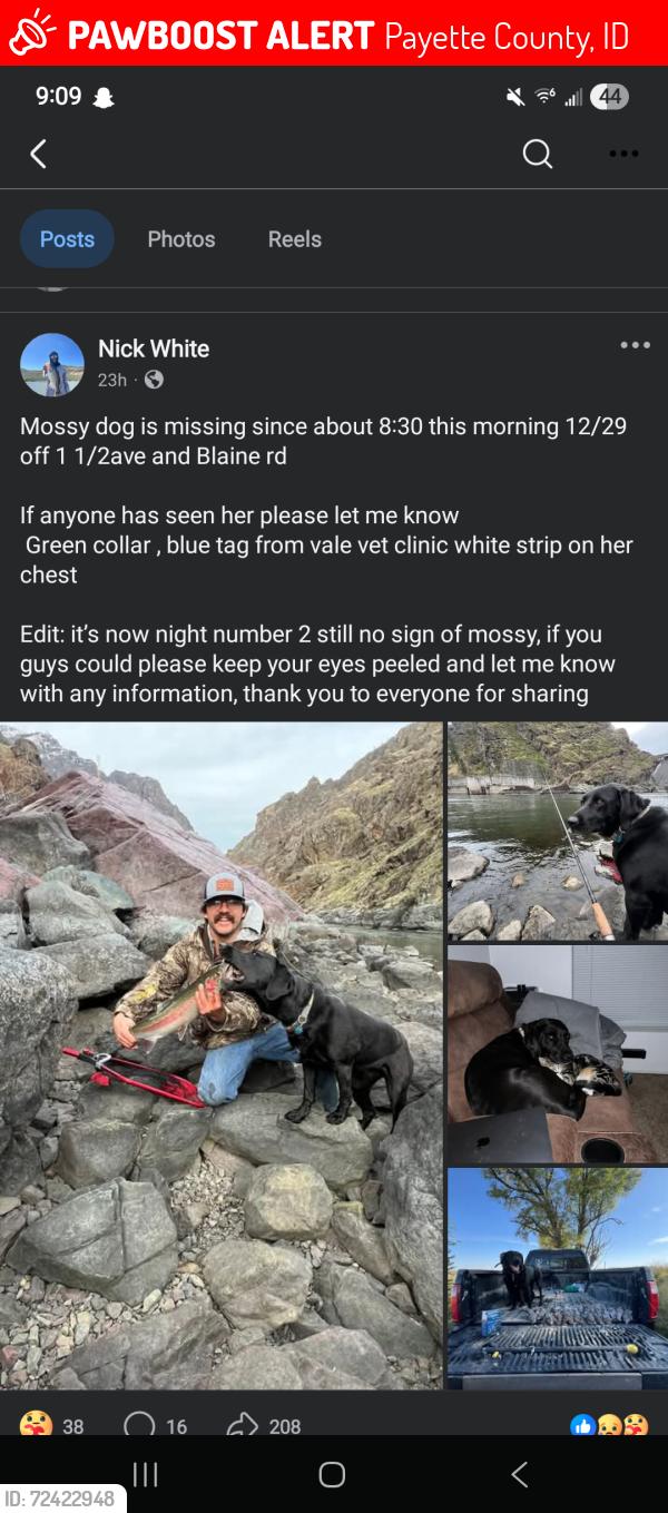 Lost Female Dog last seen Blaine, 1 1/2ave., Payette County, ID 83655