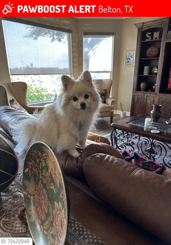 Lost Male Dog last seen Near Denmans Loop, Belton, TX, Belton, TX 76513