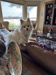 Lost Male Dog last seen Near Denmans Loop, Belton, TX, Belton, TX 76513
