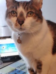 Lost Male Cat last seen Cason Trail, near Joanie's , Murfreesboro, TN 37128