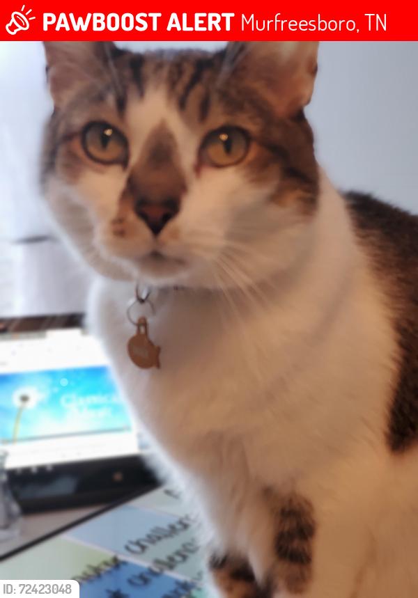 Lost Male Cat last seen Cason Trail, near Joanie's, Murfreesboro, TN 37128