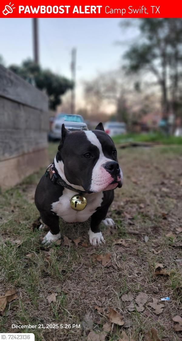 Lost Male Dog last seen Near Flint Ridge street Bastrop tx 78602, Camp Swift, TX 78602