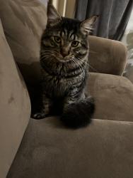 Lost Male Cat last seen 117th Pl SE, Everett, WA 98208