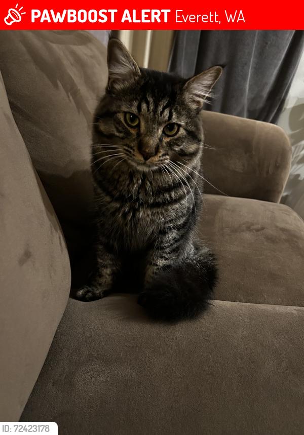 Lost Male Cat last seen 117th Pl SE, Everett, WA 98208