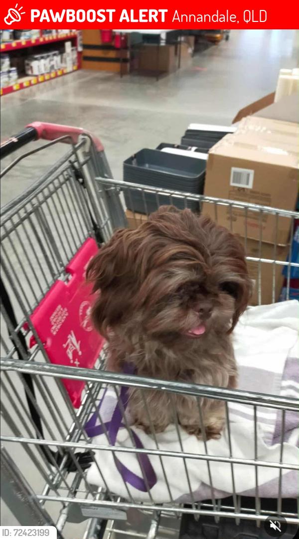 Lost Female Dog last seen Yolanda  drive, cassia court , Annandale, QLD 4814