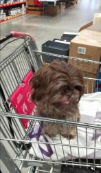 Lost Female Dog last seen Yolanda  drive, cassia court , Annandale, QLD 4814