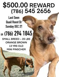 Lost Male Dog last seen Quail roost park, Miami, FL 33157