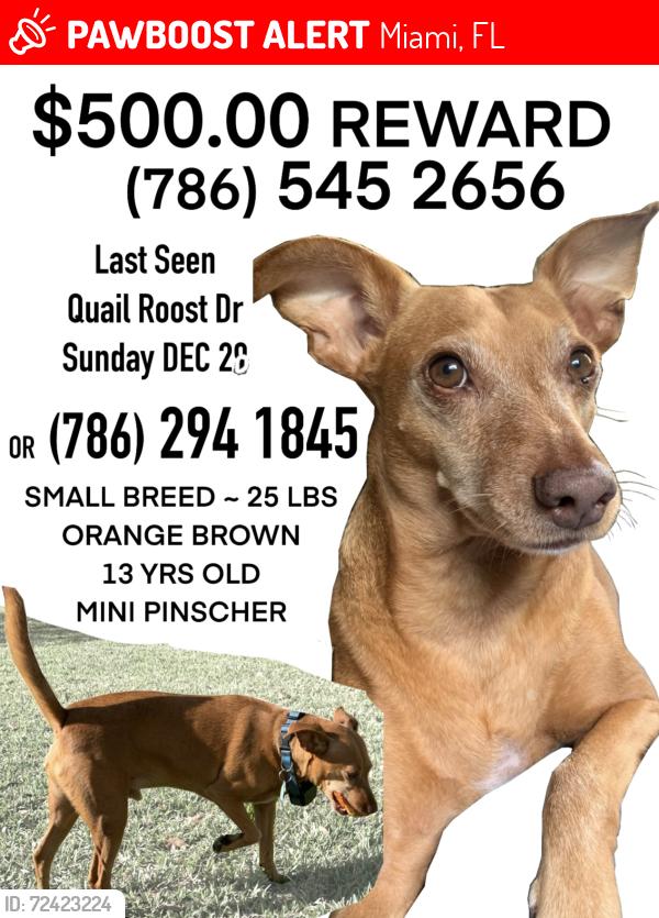 Lost Male Dog last seen Quail roost park, Miami, FL 33157