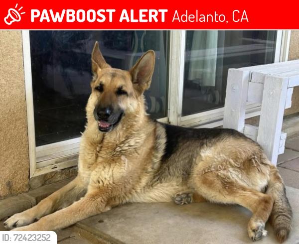 Lost Female Dog last seen Near English court adelanto ca 92301, Adelanto, CA 92301