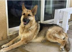 Lost Female Dog last seen Near English court adelanto ca 92301, Adelanto, CA 92301