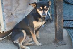 Lost Female Dog last seen Near Stone Dr and Rocky Mtn. , Waxahachie, TX 75165