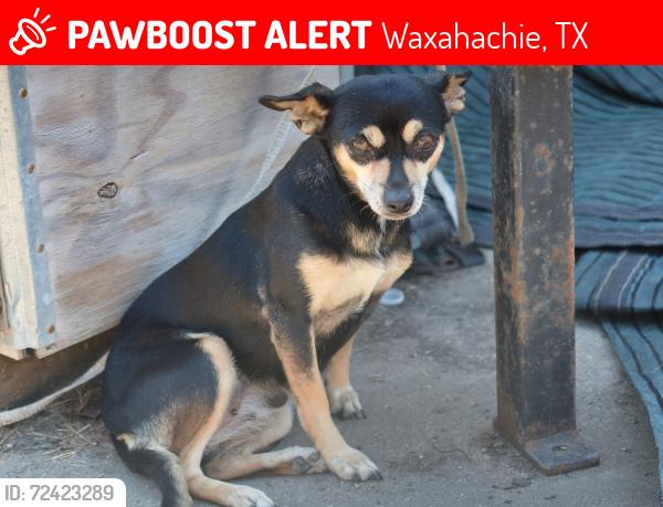 Lost Female Dog last seen Near Stone Dr and Rocky Mtn. , Waxahachie, TX 75165