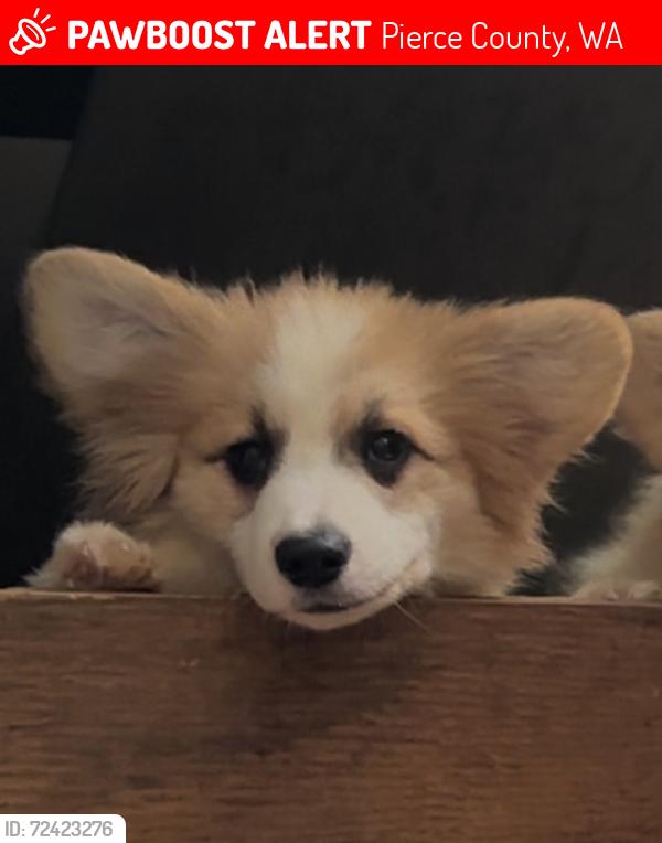 Lost Female Dog last seen Taken from 8th ave S. Roy , Pierce County, WA 98580