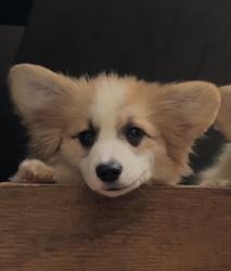 Lost Female Dog last seen Taken from 8th ave S. Roy , Pierce County, WA 98580