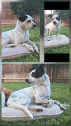 Lost Male Dog last seen Lincoln and state college Blvd anaheim, Anaheim, CA 92806